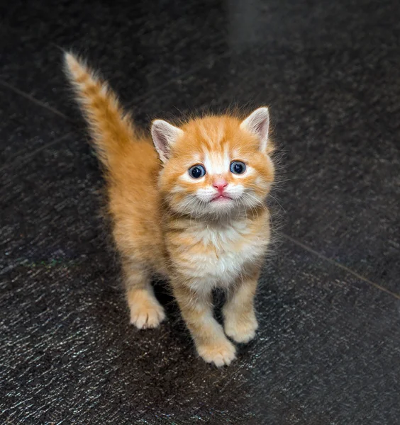 Tatlı kızıl kedi yavrusu. — Stok fotoğraf