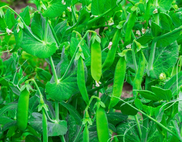 Grüne Erbsen im Garten — Stockfoto