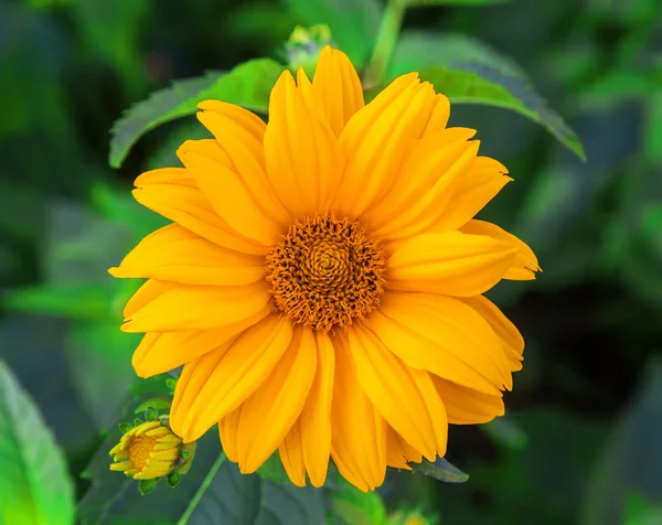 Blumen Chrysanthemen orange — Stockfoto