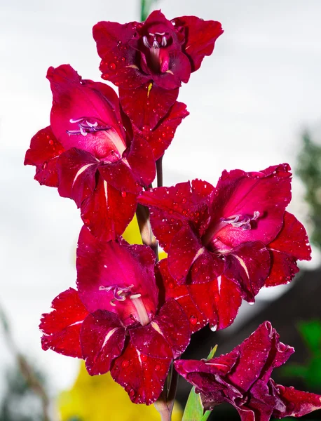 Gladiolus piros virágok — Stock Fotó