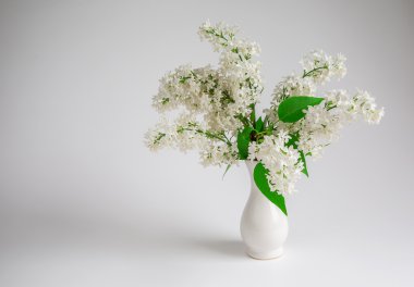 çiçek, beyaz leylak