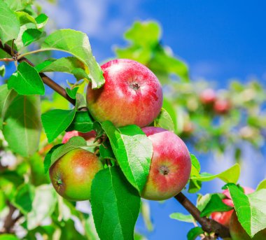 Bir daldaki elmalar