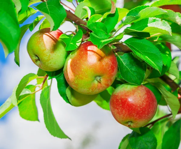 stock image apples on a branch