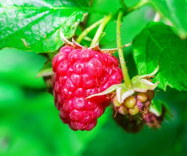 kırmızı elmalar dalda