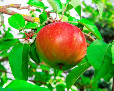 kırmızı elmalar dalda