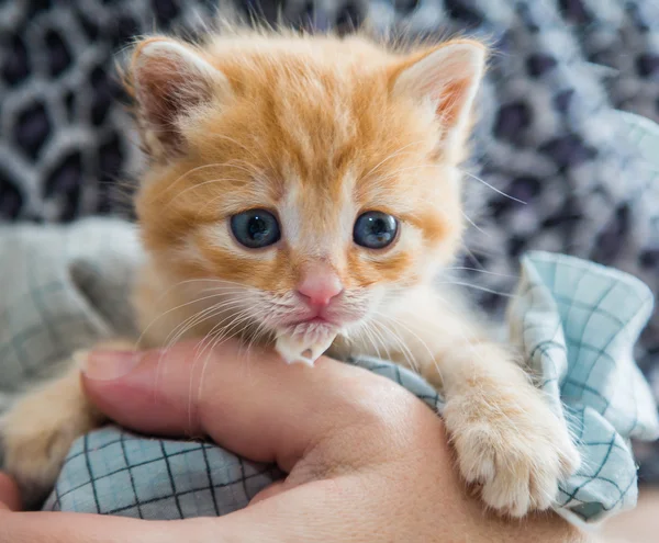 Üzgün zencefil yavru kedi — Stok fotoğraf