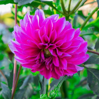 mor çiçekler Dahlia