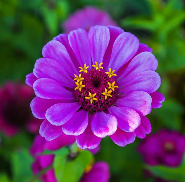 Flower purple Tsiniya — Stock Photo, Image