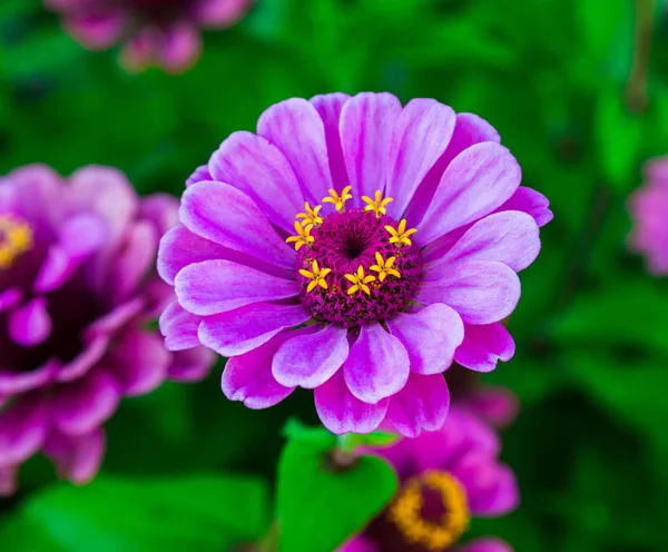 Flower purple Tsiniya — Stock Photo, Image