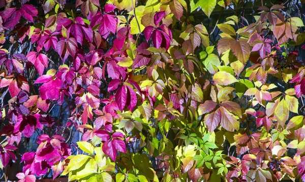 Folhas de uva de outono — Fotografia de Stock