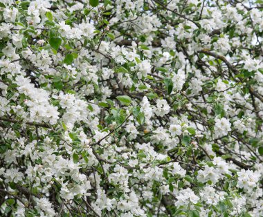 Çiçekli dal, bir parçası olan elma ağaçlarının