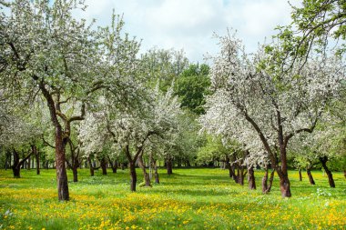 elma bahçesi, çiçekli