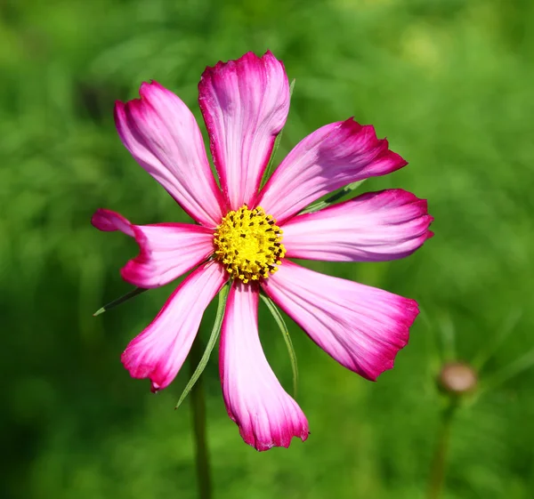 Decorative flower Cosmos — Stock Photo, Image