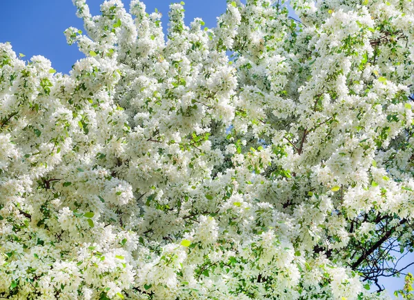 Frühling weiße Blumen auf den Bäumen — Stockfoto