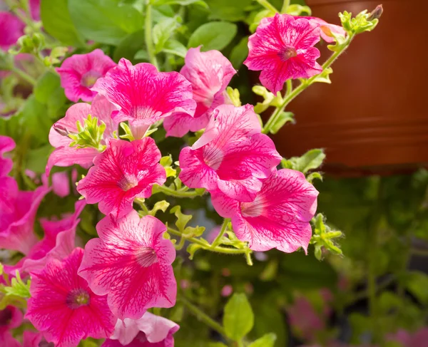 Malve, rosa Blume — Stockfoto