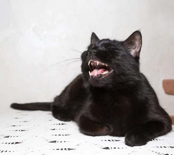Schwarze Katze knurrt — Stockfoto