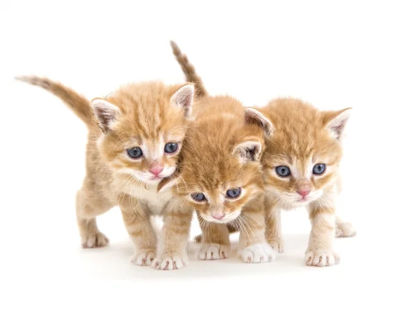 Drie kittens — Stockfoto