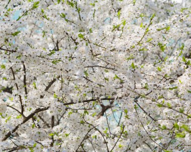 Bahar. beyaz çiçekler ağaçlarda. elma