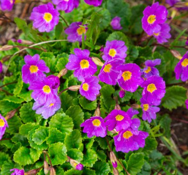 çuha çiçeği, çiçek