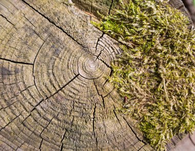 eski büyüme Yüzükler, yosun