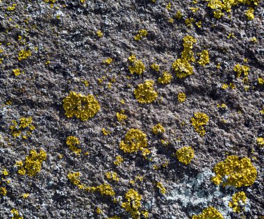 Lichen on stone clipart