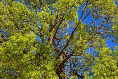   ağaç, gökyüzü, ağaçlar