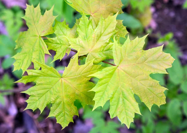 Nuove foglie d'acero — Foto Stock