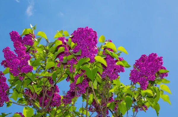 Fliederbusch — Stockfoto