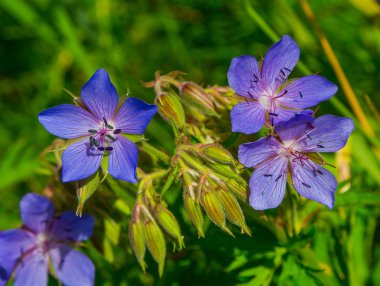 geraniums meadow