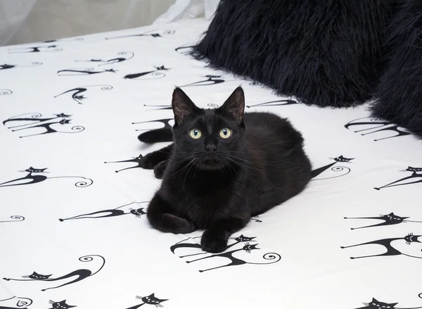 Cat sitting on a bed — Stock Photo, Image