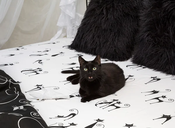 A macska, az ágyon — Stock Fotó