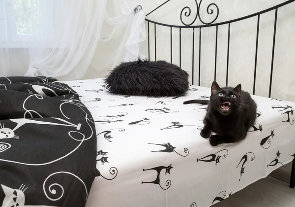 yatağa kızgın kedi