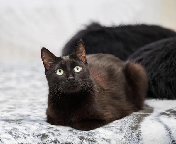 Black cat sitting on a bed. fragment — Stock Photo, Image