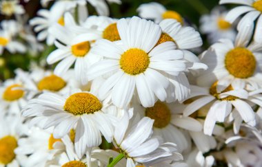 white daisy decorative