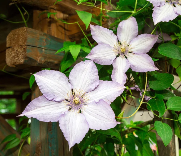 Clematis flowers. close-up — Stockfoto