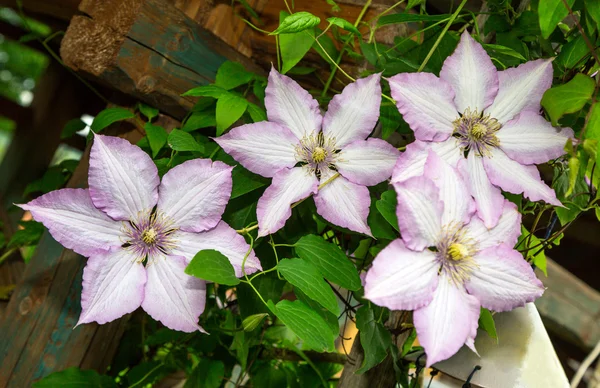 Clematis blüht. dekorativ — Stockfoto