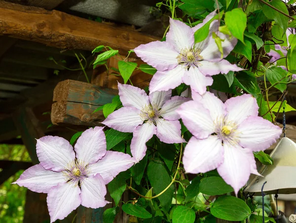 Bunga clematis. flora — Stok Foto