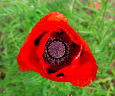 Dekoratif kırmızı haşhaş