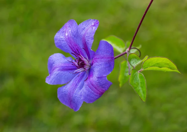 Lockige Blüten. Klematis — Stockfoto