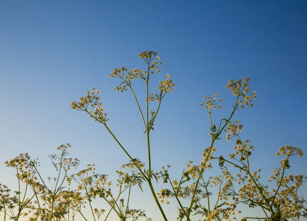 Hemlock. wilde planten — Stockfoto