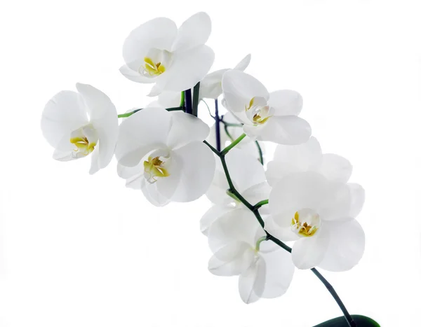 Witte orchidee — Stockfoto