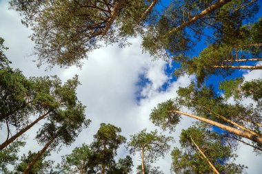 çam ağaçları gökyüzüne karşı üst kısımları