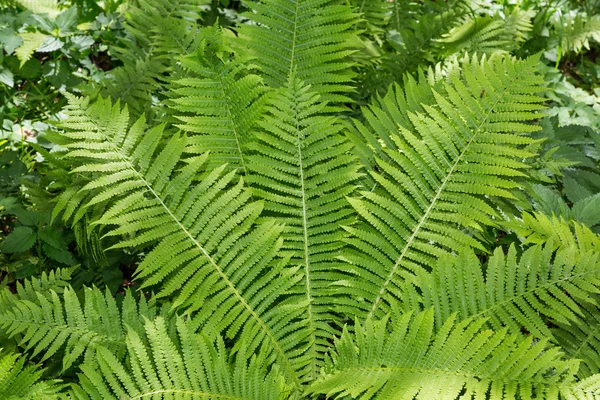 Fern lasu — Zdjęcie stockowe