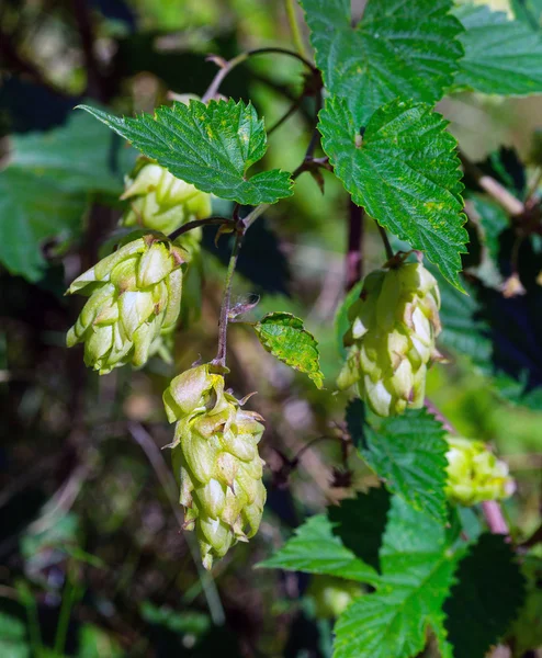 Pflanzlicher Hopfen — Stockfoto