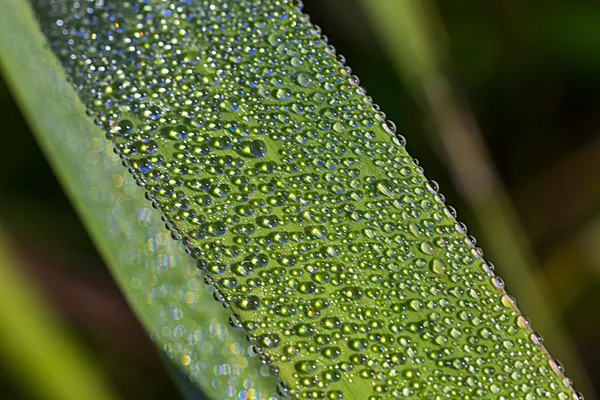 Dew on plant leaf — Stock Photo, Image