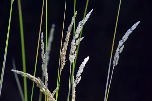 Plante sur fond noir — Photo