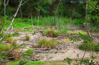 doğada kötü ekoloji