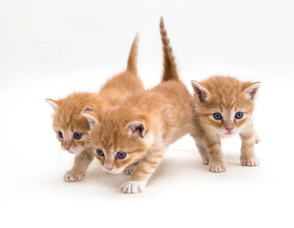 Üç zencefil yavru kedi — Stok fotoğraf