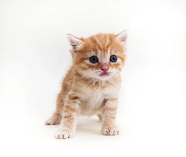 Gember kitten, een — Stockfoto