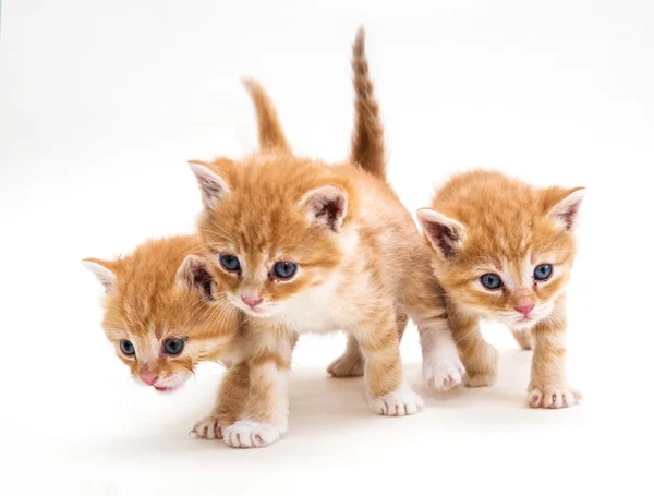 Tři zrzavé kotě — Stock fotografie
